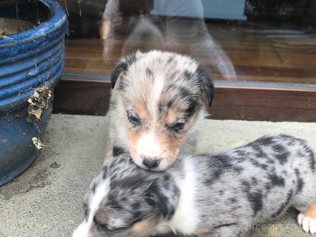 Stunning border collie pups for sale in Llandeilo, Carmarthenshire