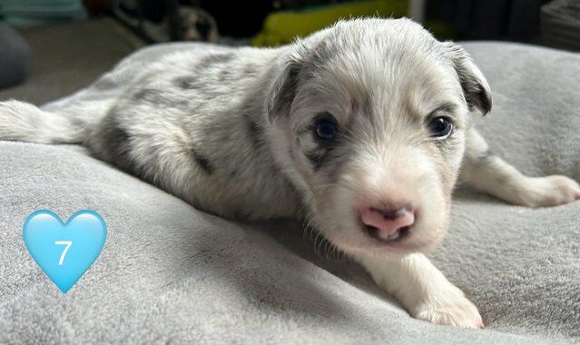 Stunning purebred border collie puppies for sale in King's Lynn, Norfolk - Image 1