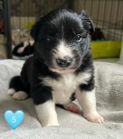 Stunning purebred border collie puppies for sale in King's Lynn, Norfolk - Image 2