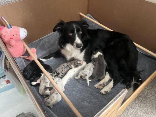 Stunning purebred border collie puppies for sale in King's Lynn, Norfolk - Image 3