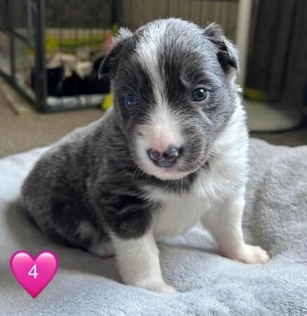 Stunning purebred border collie puppies for sale in King's Lynn, Norfolk - Image 4