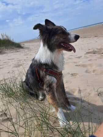 Stunning purebred border collie puppies for sale in King's Lynn, Norfolk - Image 5