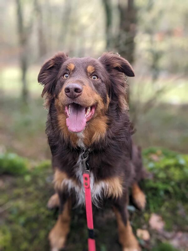 Stunning Red Tri Border Collie x Huntaway 3 yr old Boy for sale in Llandysul, Ceredigion