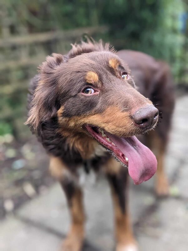 Stunning Red Tri Border Collie x Huntaway 3 yr old Boy for sale in Llandysul, Ceredigion - Image 2