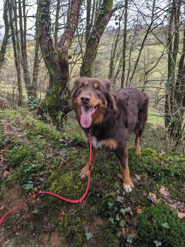 Stunning Red Tri Border Collie x Huntaway 3 yr old Boy for sale in Llandysul, Ceredigion - Image 3