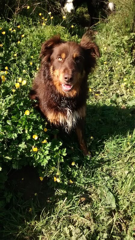 Stunning Red Tri Border Collie x Huntaway 3 yr old Boy for sale in Llandysul, Ceredigion - Image 6