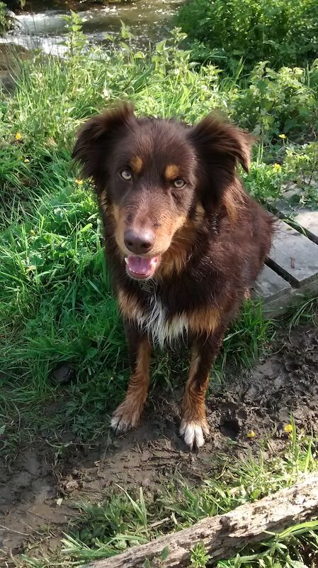 Stunning Red Tri Border Collie x Huntaway 3 yr old Boy for sale in Llandysul, Ceredigion - Image 7