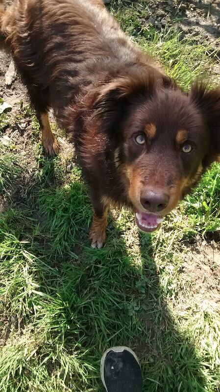 Stunning Red Tri Border Collie x Huntaway 3 yr old Boy for sale in Llandysul, Ceredigion - Image 8