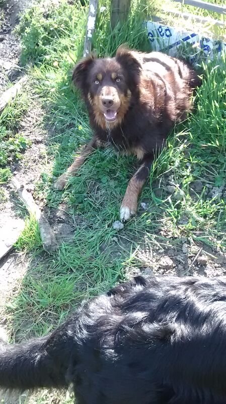 Stunning Red Tri Border Collie x Huntaway 3 yr old Boy for sale in Llandysul, Ceredigion - Image 9