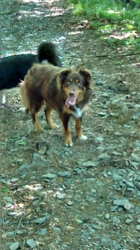 Stunning Red Tri Border Collie x Huntaway 3 yr old Boy for sale in Llandysul, Ceredigion - Image 10