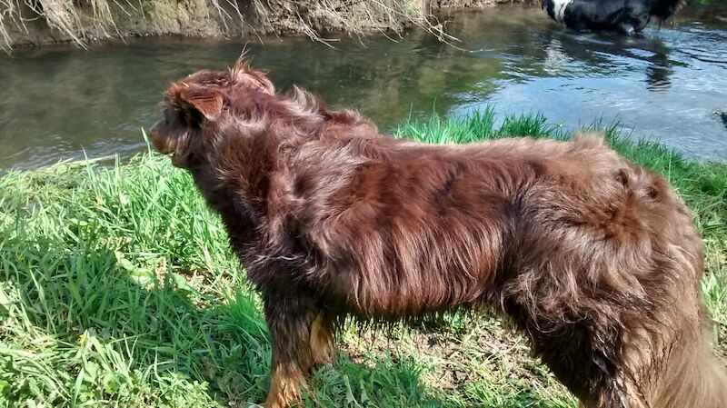 Stunning Red Tri Border Collie x Huntaway 3 yr old Boy for sale in Llandysul, Ceredigion - Image 11