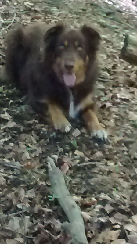 Stunning Red Tri Border Collie x Huntaway 3 yr old Boy for sale in Llandysul, Ceredigion - Image 13