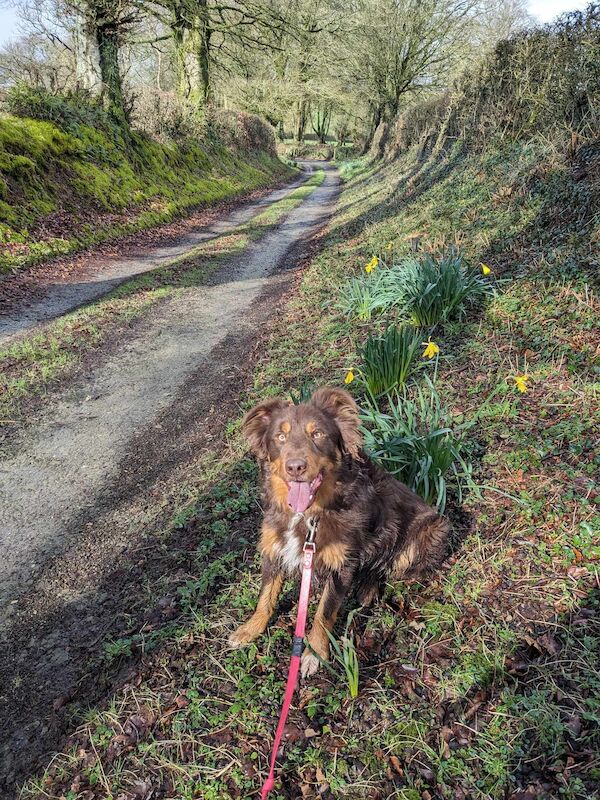 Stunning Red Tri Border Collie x Huntaway 3 yr old Boy for sale in Llandysul, Ceredigion - Image 14