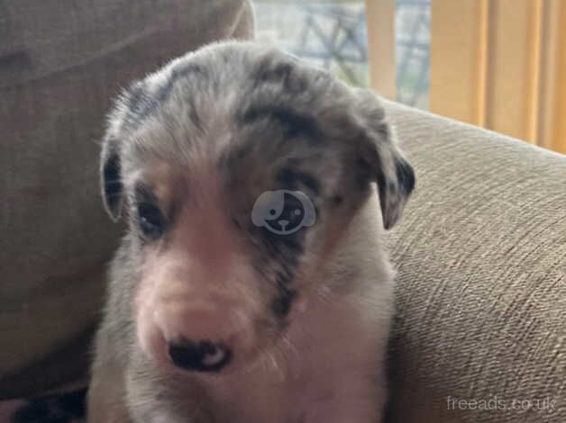 Stunning sheepdog pups for sale in Swansea