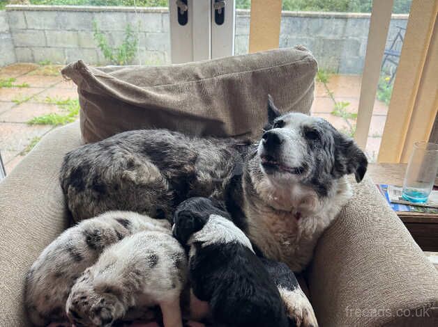 Stunning sheepdog pups for sale in Swansea - Image 2