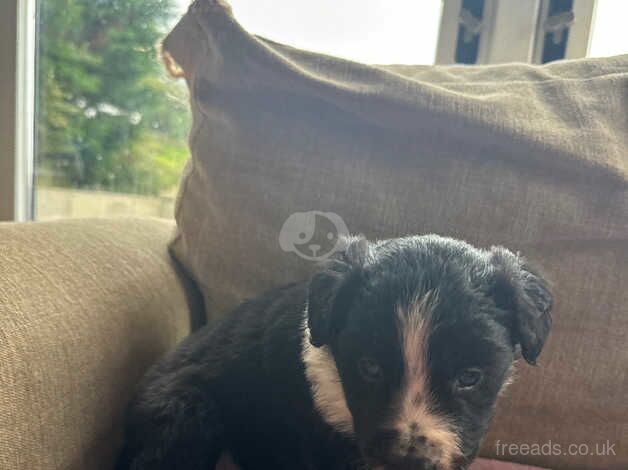 Stunning sheepdog pups for sale in Swansea - Image 3