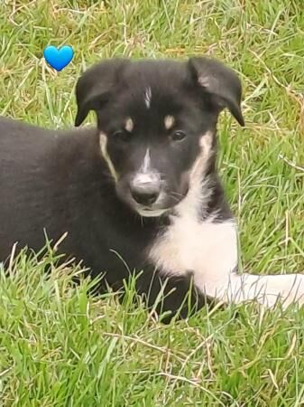 Super sharp border collie puppies black /white and Merl for sale in Knighton/Tref-y-Clawdd, Powys - Image 1