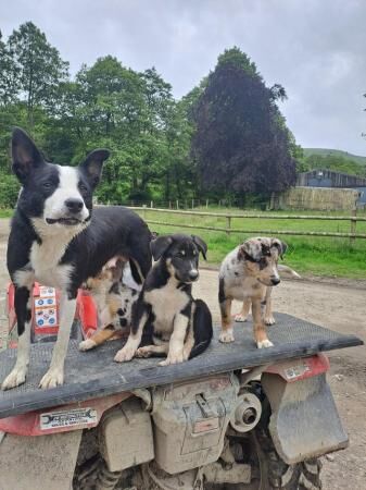 Super sharp border collie puppies black /white and Merl for sale in Knighton/Tref-y-Clawdd, Powys - Image 2