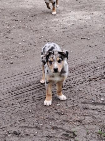 Super sharp border collie puppies black /white and Merl for sale in Knighton/Tref-y-Clawdd, Powys - Image 3