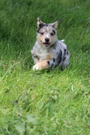 Super sharp border collie puppies black /white and Merl for sale in Knighton/Tref-y-Clawdd, Powys - Image 4