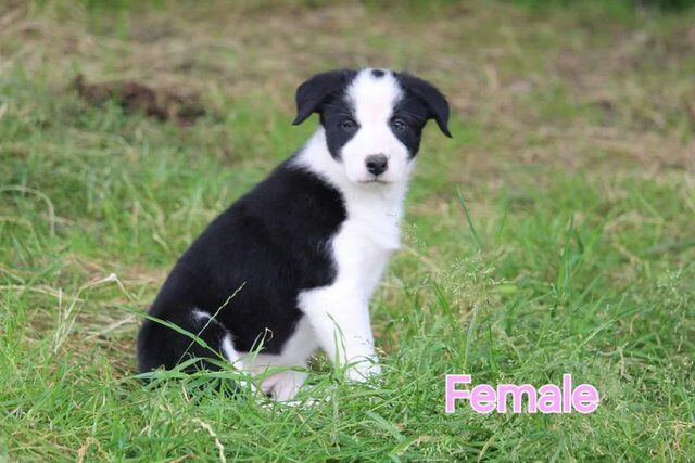 Super sharp border collie puppies black /white and Merl for sale in Knighton/Tref-y-Clawdd, Powys - Image 5