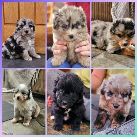 The most beautiful and friendly Bordoodle puppies for sale in Bolton Green, Lancashire
