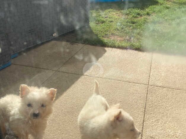 Three collies left two females one male ready to leave for sale in Stockton-on-Tees, County Durham - Image 2