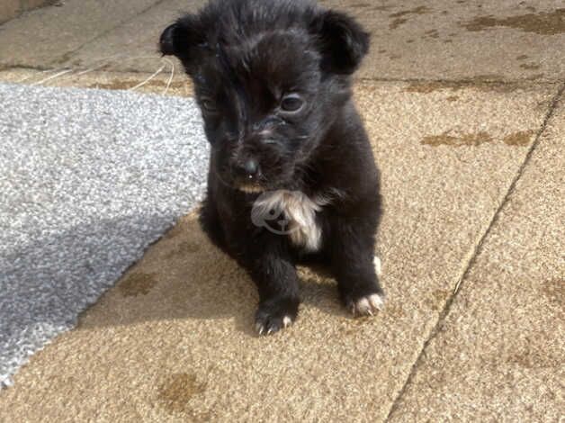 Three collies left two females one male ready to leave for sale in Stockton-on-Tees, County Durham - Image 3