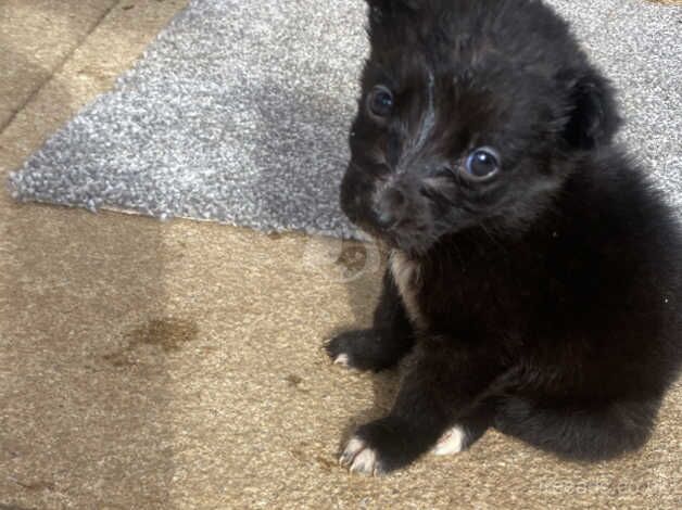 Three collies left two females one male ready to leave for sale in Stockton-on-Tees, County Durham - Image 5