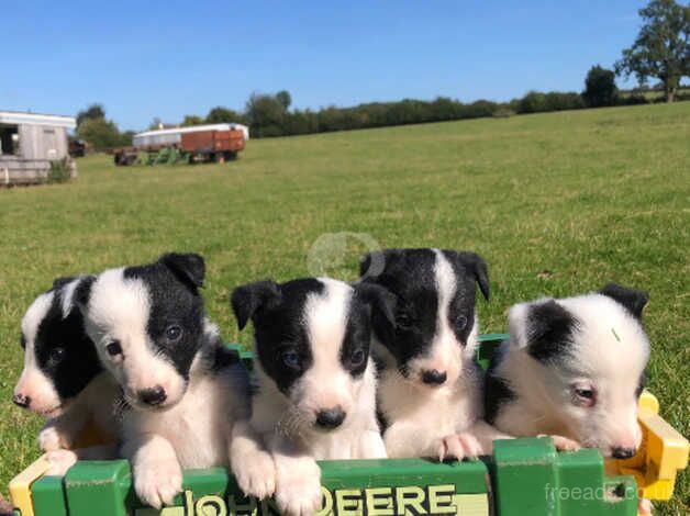 Top Quality Collie Puppies for sale in Bridgnorth, Shropshire