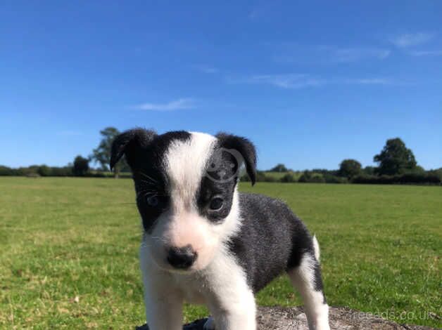 Top Quality Collie Puppies for sale in Bridgnorth, Shropshire - Image 2