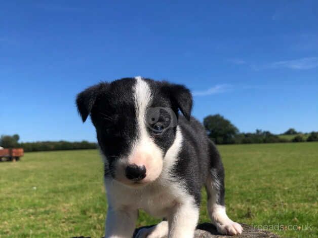 Top Quality Collie Puppies for sale in Bridgnorth, Shropshire - Image 3