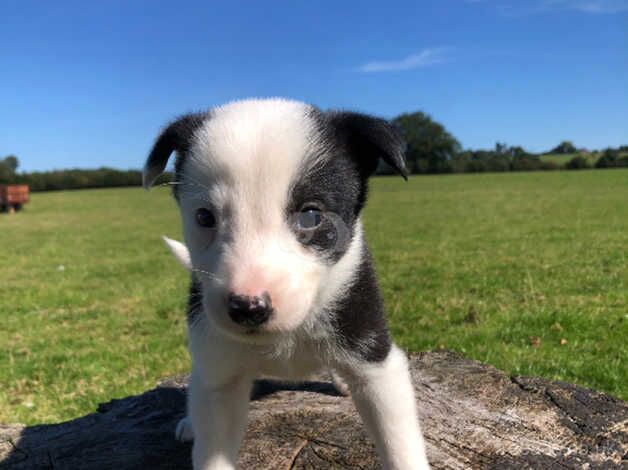 Top Quality Collie Puppies for sale in Bridgnorth, Shropshire - Image 4