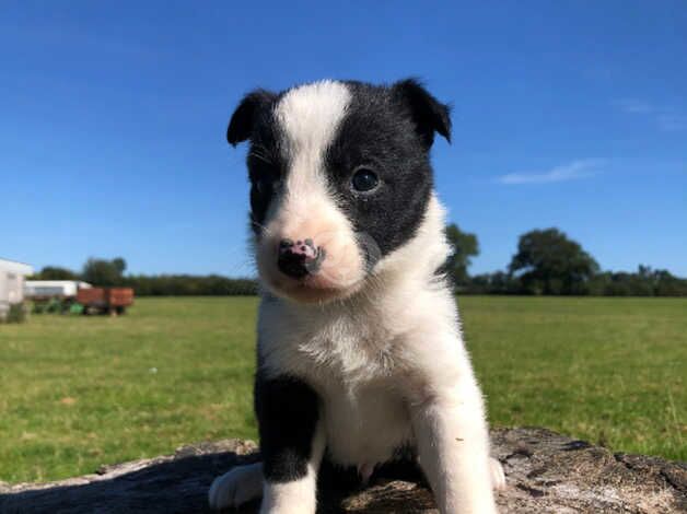 Top Quality Collie Puppies for sale in Bridgnorth, Shropshire - Image 5