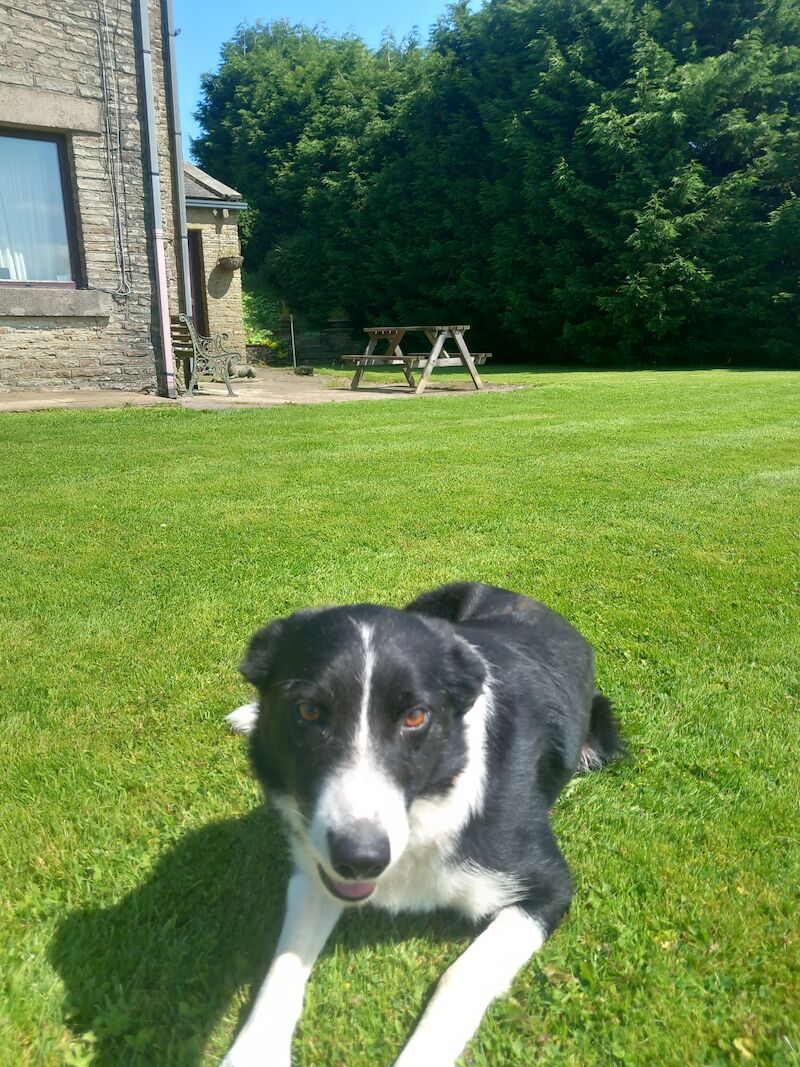 Trained Working Collie for sale in Lancashire 