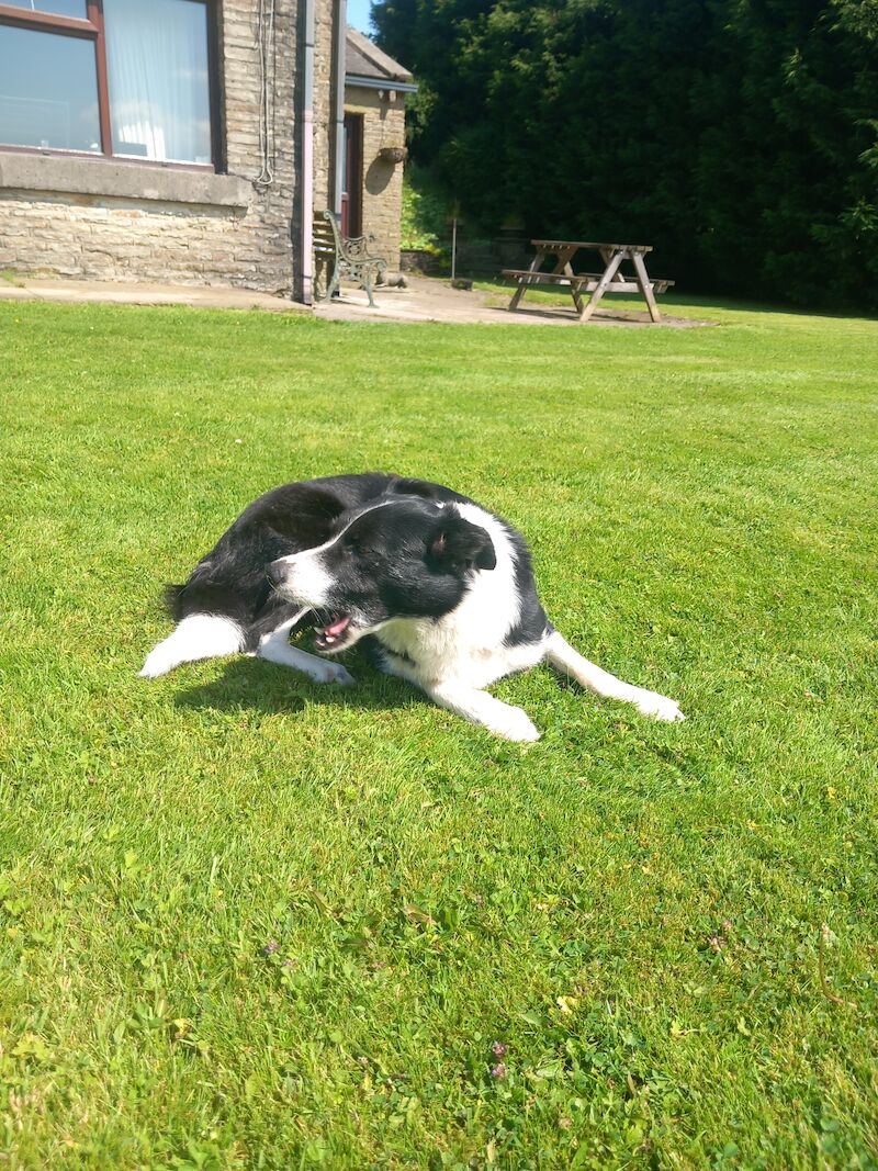 Trained Working Collie for sale in Lancashire - Image 2