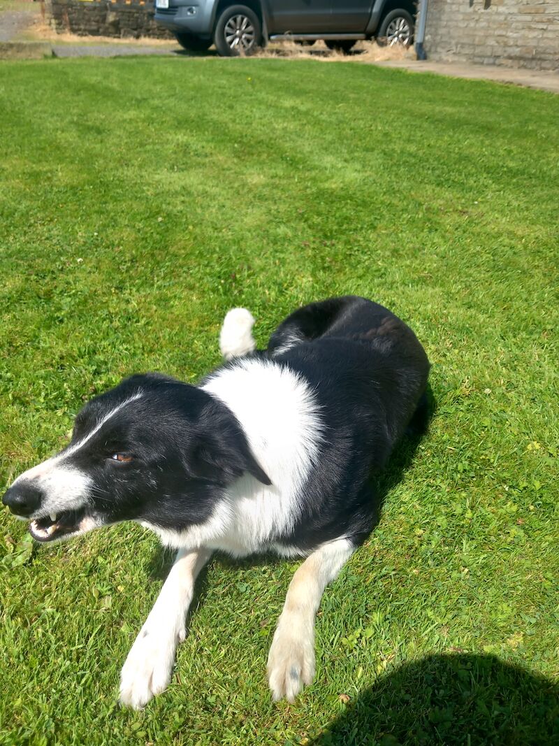 Trained Working Collie for sale in Lancashire - Image 3