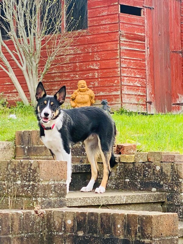 Tri colour border collie pup for sale in Stanstead Abbotts, Hertfordshire - Image 1