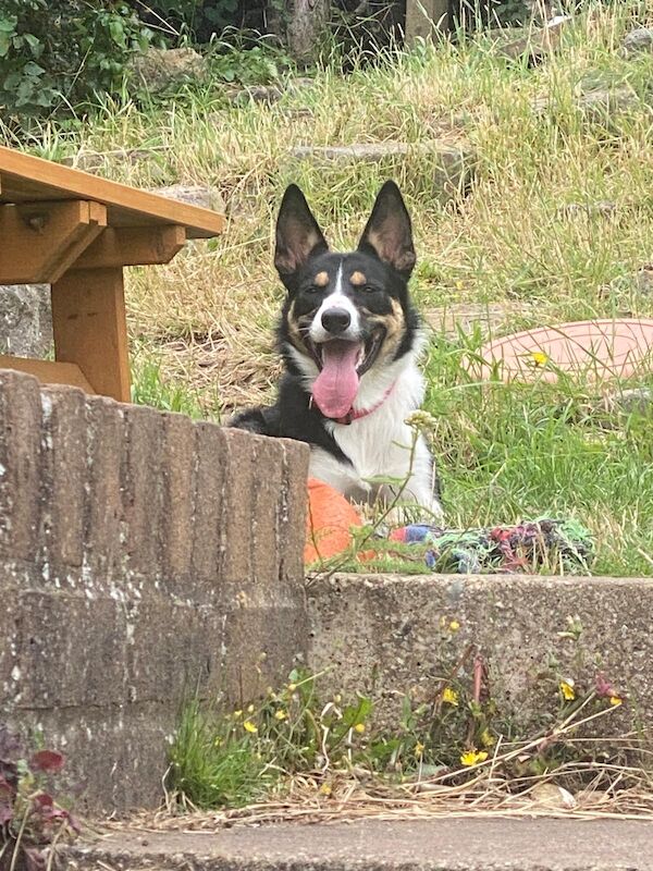 Tri colour border collie pup for sale in Stanstead Abbotts, Hertfordshire - Image 2