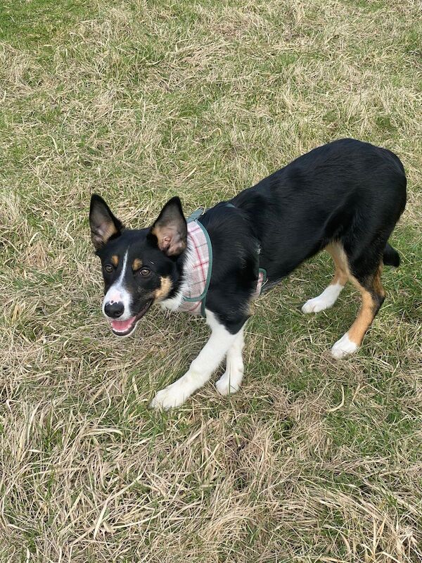 Tri colour border collie pup for sale in Stanstead Abbotts, Hertfordshire - Image 3