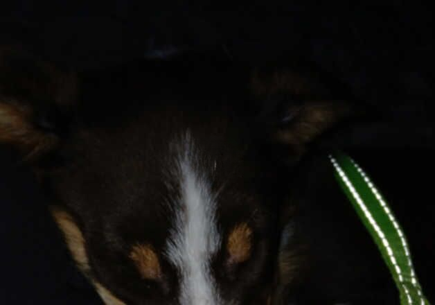 Tri colour bored collie for sale 11 weeks 400 open to offers for sale in Glasgow, Glasgow City