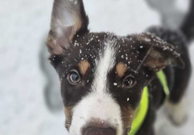 Tri colour bored collie for sale 11 weeks 400 open to offers for sale in Glasgow, Glasgow City - Image 2