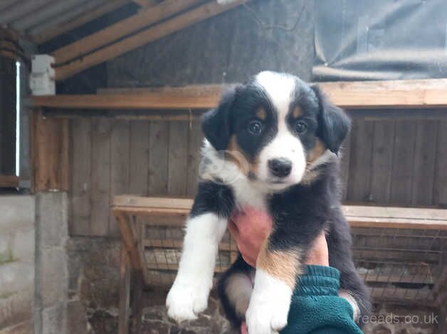 Tri-coloured Border Collie pups for sale in Cornwall