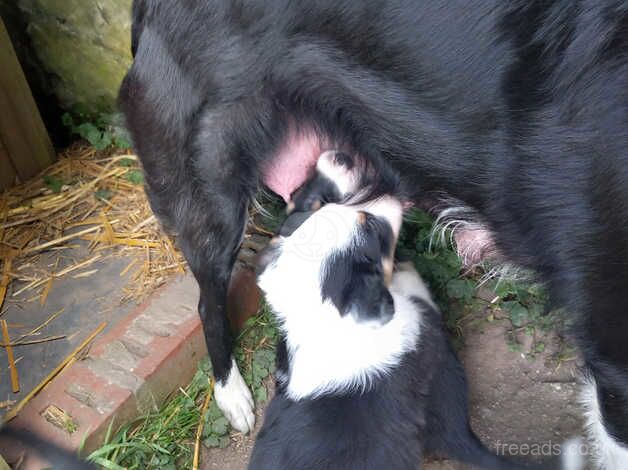 Tri-coloured Border Collie pups for sale in Cornwall - Image 2