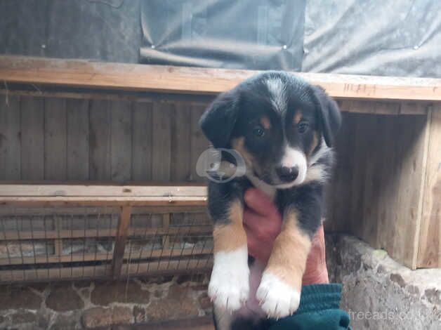 Tri-coloured Border Collie pups for sale in Cornwall - Image 3