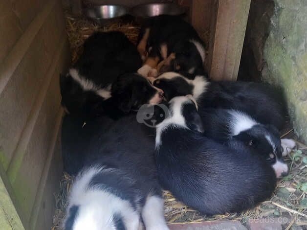 Tri-coloured Border Collie pups for sale in Cornwall - Image 4