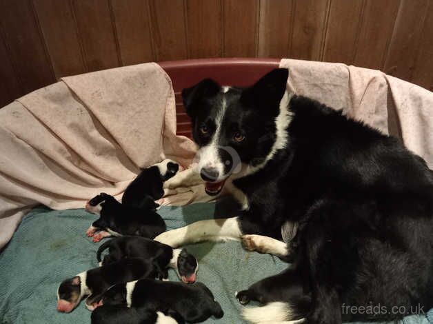 Tri-coloured Border Collies for sale in Cornwall - Image 3