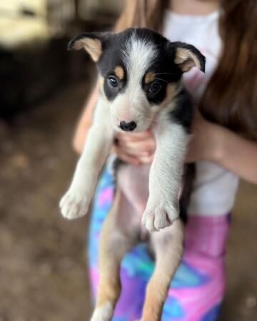 Tri coloured collie puppies for sale in Bishop's Castle, Shropshire - Image 1