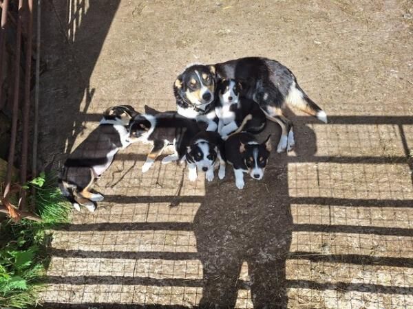 Tri coloured collie puppies for sale in Bishop's Castle, Shropshire - Image 2