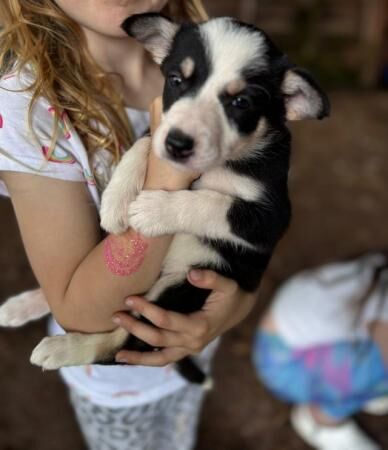 Tri coloured collie puppies for sale in Bishop's Castle, Shropshire - Image 3